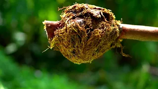 Ulu/Bread Fruit Air layer an the family farm