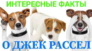 Интересные факты о породе Джек Рассел терьер