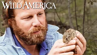 Wild America | S10 E3 Cottontails And Kin | Full Episode HD