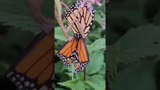 Praying Mantis eats a Monarch Butterfly