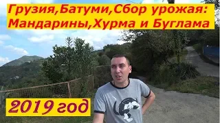 Грузия,Батуми,Сбор урожая: Мандарины,Хурма и Буглама