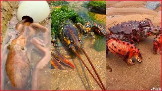 Asian Talented Fisherman Catching Seafood   Deep Sea Creatures  Tik Tok #74