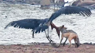 Jackal Kills Stork in an Epic Battle