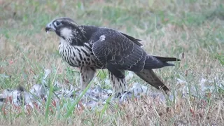 peregrine falcon ￼