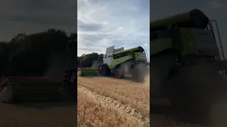 Claas Lexion 6600 Harvesting Wheat #harvest #shorts