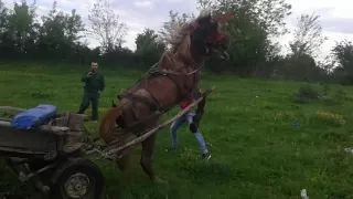 Ion ursu īnblanzitorul caiilor si al femeilor