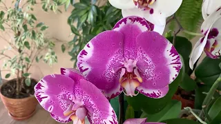 Самые крупные сорта орхидей в моей коллекции !🌸🌿🌸🌿🌸