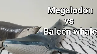 메갈로돈 vs 수염고래 (Megalodon vs Baleen whale)