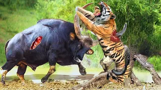 Gaur vs Tiger | Tiger Killer on Steroids