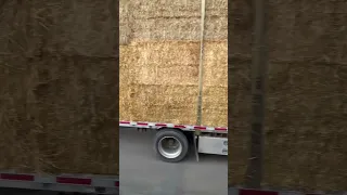 Peterbilt hauling stepdeck with straw!  Wisconsin #shorts