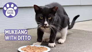 Mukbang With Ditto * S4 E5 * Feeding A Feral Cat