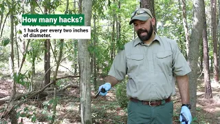 Forest Management - The Hack and Squirt Method