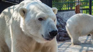 27 февраля - День белого медведя