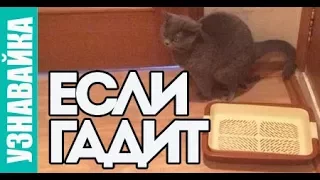 Что делать если кошка начала метить? Узнавайка