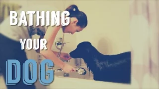 Bathing A Dog - Tips to make giving your dog a bath EASIER