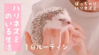 ハリネズミのいる１日〈お世話ルーティン〉