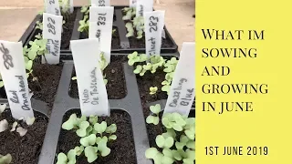 What I'm sowing and growing in June
