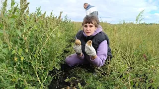 Переезд в Россию/Не повторяйте наших ошибок/Деревня в шоке,урожай картофеля 2023/Муж балует