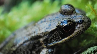 Herping the Pacific Northwest #6 ~ Warm Weather Herping, Frogs and Salamanders!