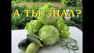 15 ОВОЩЕЙ, которые можно посеять в ИЮЛЕ🥒🍉🥦