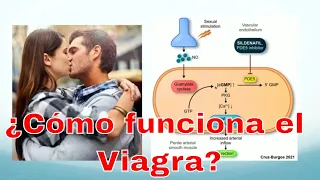 Farmacología del sildenafil y otros inhibidores de la fosfodiesterasa