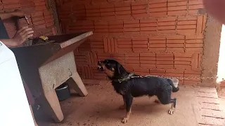 Cachorro bravo. Cão de guarda