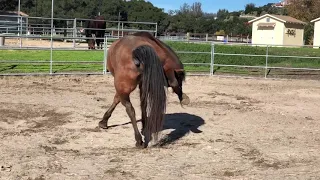 Horse has an itch