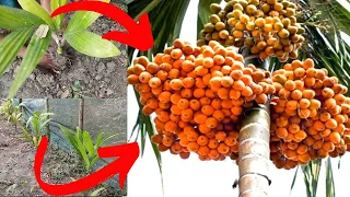 The world's most addictive drug?(Betel nut). How to plant betel nut. Betel nut planting is very easy