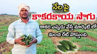 నేల పై కాకరకాయ సాగు | Bitter Guard Cultivation | Successful Bitter Guard Farming | Shiva Agri Clinic