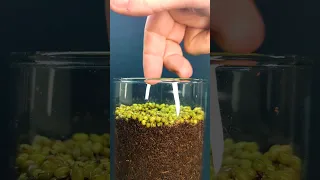 Growing Mung Beans - Time lapse