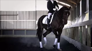 Can't Stop the Feeling ll Dressage Music Video