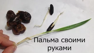 Пальма из косточки финика своими руками.