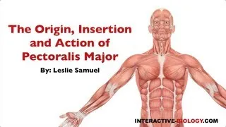 082 The Origin, Insertion, and Action of Pectoralis Major