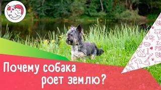 5 распространенных причин, почему собака роет землю