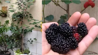 How to Grow Mulberry in Containers, The Easy Way Complete Growing Guide 2