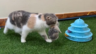 Mother cat brought her kittens home.