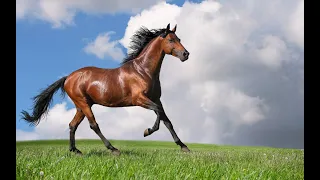 История происхождения лошадей