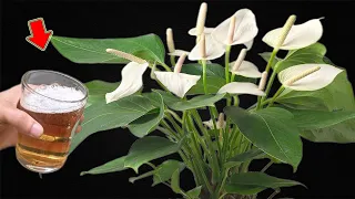 Pour 1 Cup! Suddenly The Anthurium Bloomed Many Beautiful Flowers