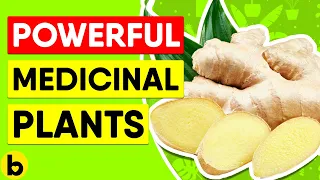 4 Powerful Medicinal Plants & The Science Behind Them