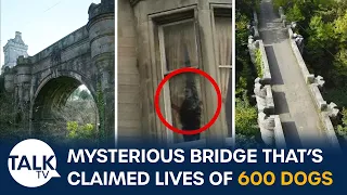 Why Have 600 Dogs Thrown Themselves Off This Mysterious Bridge In Scotland?