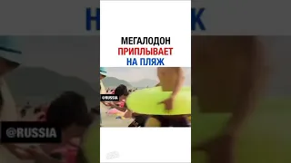 Мегалодон приплывает на пляж