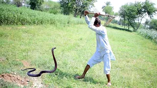 A Man Killed A Snake ,  The Snke Followed Him Then The Jogis Came And Rescued Him | Naag Jogi