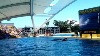 Orca show loro parque [4/4]