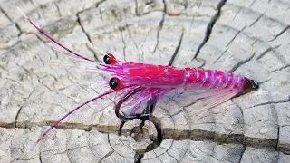 Pink Martin Shrimp - simple and realistic fly tying tutorial by Ruben Martin