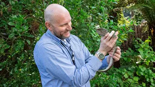 Meet Auckland Zoo's Director, Kevin!