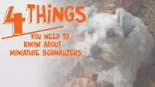 4 Things You Need to Know About Miniature Schnauzers -- Cone of Shame with Dr. Andy Roark