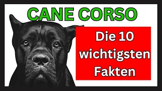 Cane Corso Hunderasse 🐶 Die 10 wichtigsten Fakten