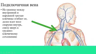 Проекции сосудов и нервов - учебно - методическое видео по топографической анатомии