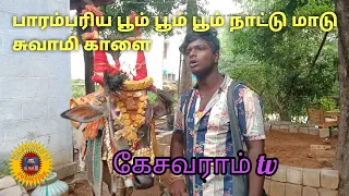 பாரம்பரிய பூம் பூம் பூம் நாட்டு மாடு சுவாமி காளை