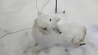 попался заяц в петлю.